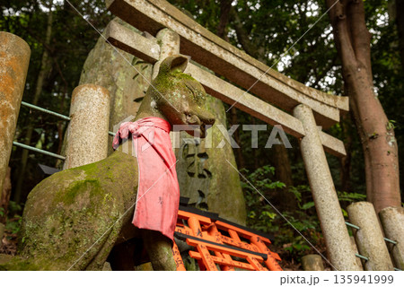 京都市伏見区　伏見稲荷大社のきつね像 135941999