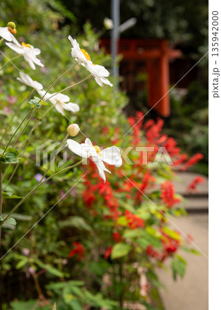 京都市伏見区　伏見稲荷大社の千本鳥居と野花 135942000