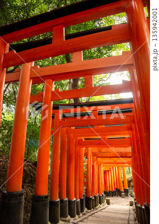 京都市伏見区　伏見稲荷大社の千本鳥居 135942001