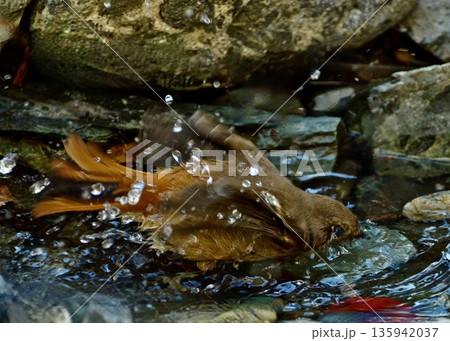 　公園で出会った水浴中のジョウビタキ。 135942037
