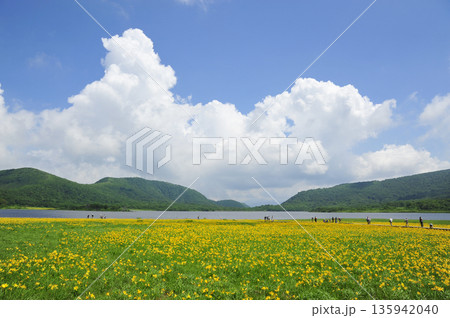 ニッコウキスゲ咲く雄国沼湿原 ニッコウキスゲ咲く雄国沼湿原 135942040