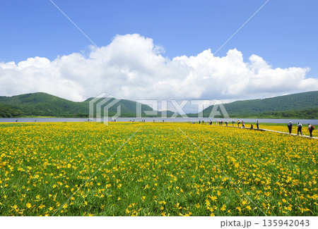 ニッコウキスゲ咲く雄国沼湿原 ニッコウキスゲ咲く雄国沼湿原 135942043