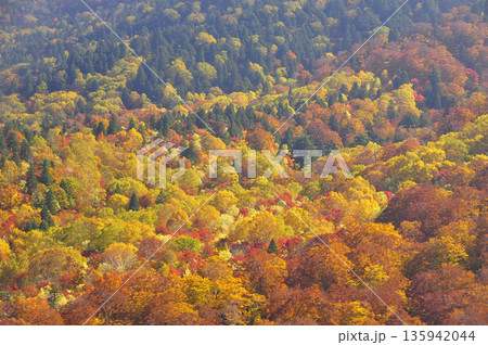 スカイバレー錦平の紅葉 スカイバレー錦平の紅葉 135942044