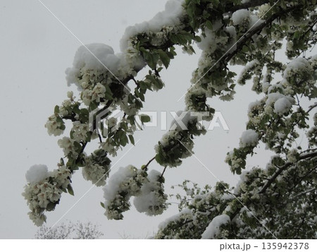 Branches of a flowering pear tree under a layer of snow, with white buds; snowfall during the flowering period of fruit trees; snowdrifts on branches with blooming spring flowers. Branches of a flowering pear tree under a layer of snow, with white buds; snowfall during the flowering period of fruit trees; snowdrifts on branches with blooming spring flowers. 135942378