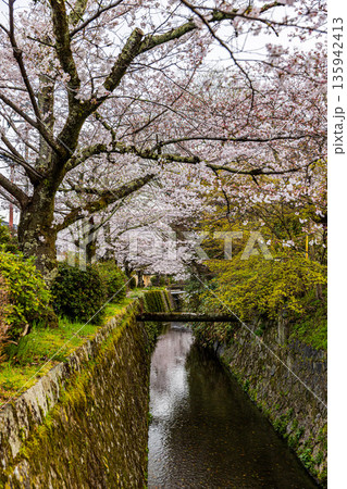 京都府哲学の道　桜のある風景 135942413