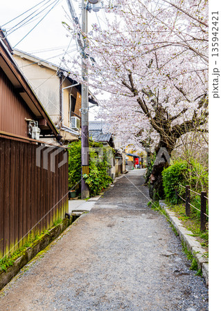 京都府哲学の道　桜のある風景 135942421