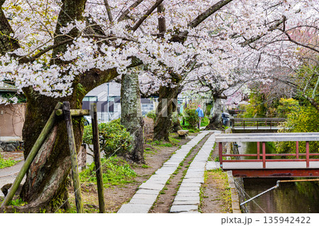 京都府哲学の道　桜のある風景 135942422