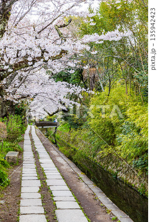 京都府哲学の道　桜のある風景 135942423