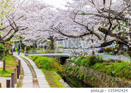 京都府哲学の道　桜のある風景 135942424