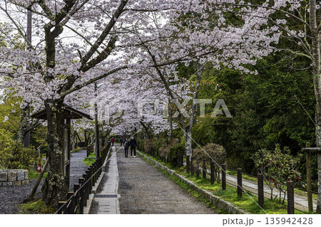 京都府哲学の道　桜のある風景 135942428