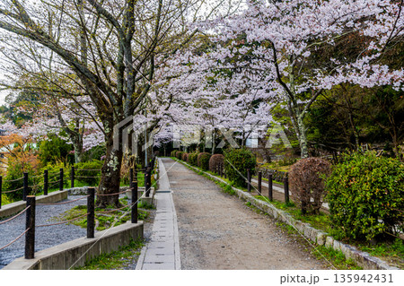 京都府哲学の道 桜のある風景 京都府哲学の道 桜のある風景 135942431