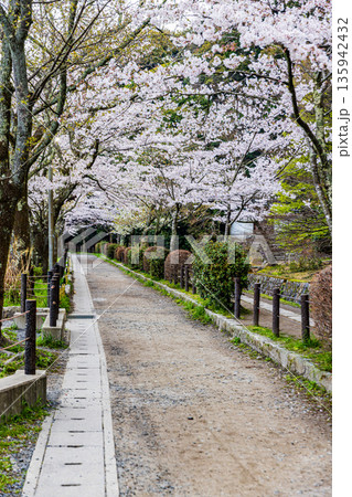 京都府哲学の道　桜のある風景 135942432