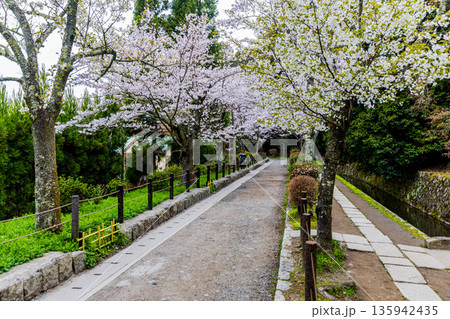 京都府哲学の道　桜のある風景 135942435
