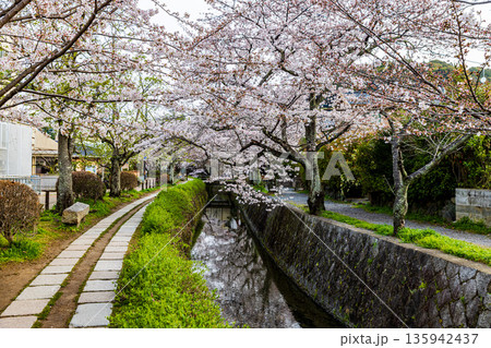 京都府哲学の道 桜のある風景 京都府哲学の道 桜のある風景 135942437
