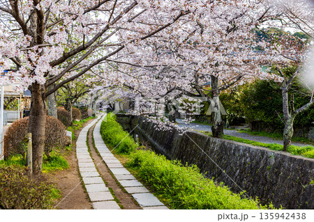 京都府哲学の道 桜のある風景 京都府哲学の道 桜のある風景 135942438