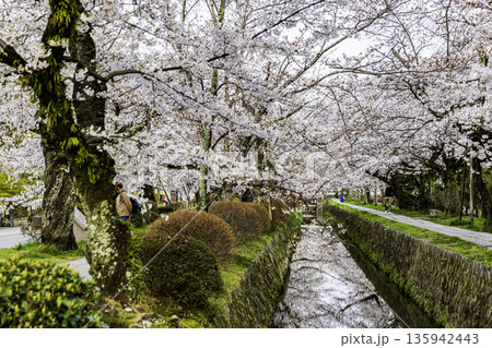 京都府哲学の道　桜のある風景 135942443