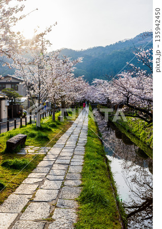 京都府哲学の道 桜のある風景 京都府哲学の道 桜のある風景 135942450