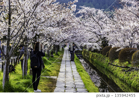 京都府哲学の道　桜のある風景 135942455