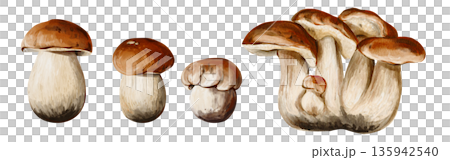 A set of aspen mushrooms. Many different mushrooms. Brown cap and white stem. Autumn forest harvest. Watercolor illustration isolated from the background. Hand-drawn. High quality illustration A set of aspen mushrooms. Many different mushrooms. Brown cap and white stem. Autumn forest harvest. Watercolor illustration isolated from the background. Hand-drawn. High quality illustration 135942540