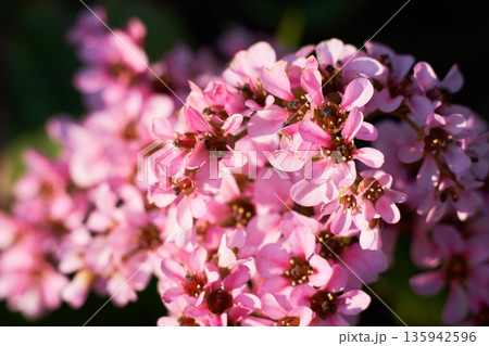 春の庭に咲くユキノシタの花 135942596