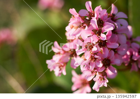 春の庭に咲くユキノシタの花 135942597