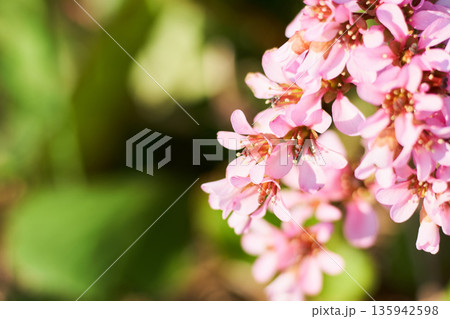 春の庭に咲くユキノシタの花 135942598