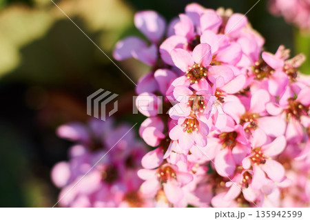 春の庭に咲くユキノシタの花 135942599