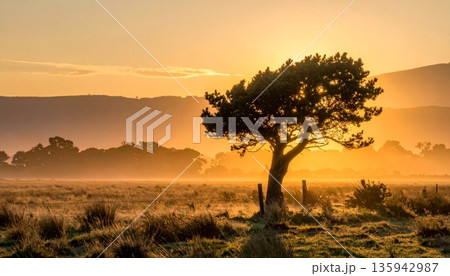 A colorful sunset and sunrise silhouette a lone tree in a Kenyan field under an orange sky with mist, clouds, and golden sunlight across the nature landscape at dawn A colorful sunset and sunrise silhouette a lone tree in a Kenyan field under an orange sky with mist, clouds, and golden sunlight across the nature landscape at dawn 135942987