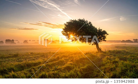 A colorful sunset and sunrise silhouette a lone tree in a Kenyan field under an orange sky with mist, clouds, and golden sunlight across the nature landscape at dawn 135942988