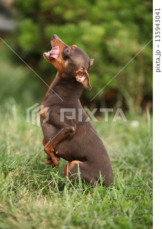 Prague Ratter in the grass Prague Ratter in the grass 135943041
