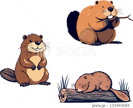 Set of beavers chewing wood, sleeping and standing up 135943085