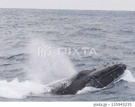 ザトウクジラ　ブロー 135943235
