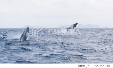 ザトウクジラ　ダブルブリーチ 135943236