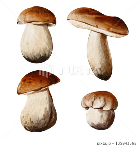 A set of forest mushrooms. Many different mushrooms. Brown cap and white stem. Autumn harvest. Watercolor illustration isolated from the background. Hand-drawn. High quality illustration A set of forest mushrooms. Many different mushrooms. Brown cap and white stem. Autumn harvest. Watercolor illustration isolated from the background. Hand-drawn. High quality illustration 135943368