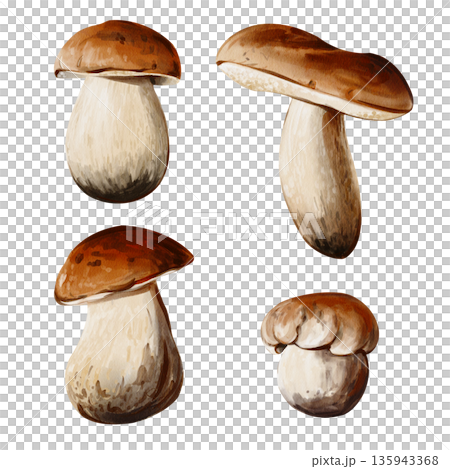 A set of forest mushrooms. Many different mushrooms. Brown cap and white stem. Autumn harvest. Watercolor illustration isolated from the background. Hand-drawn. High quality illustration 135943368