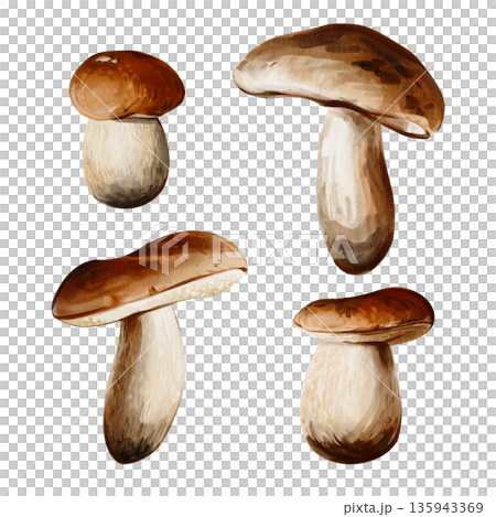 A set of aspen mushrooms. Many different mushrooms. Brown cap and white stem. Autumn forest harvest. Watercolor illustration isolated from the background. Hand-drawn. High quality illustration A set of aspen mushrooms. Many different mushrooms. Brown cap and white stem. Autumn forest harvest. Watercolor illustration isolated from the background. Hand-drawn. High quality illustration 135943369
