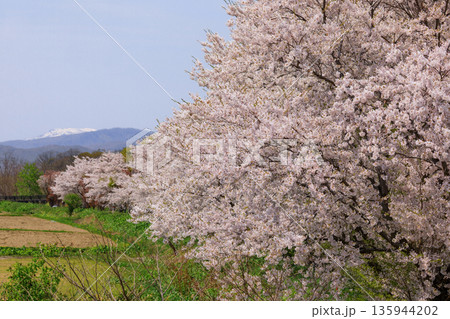 北海道共和町、堀株川沿いの桜並木【5月】 北海道共和町、堀株川沿いの桜並木【5月】 135944202