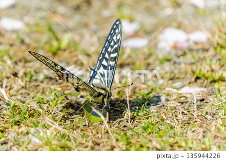地面に降り立ち羽を広げるアゲハチョウ 135944226