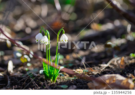Early spring forest scene with blooming snowflake flowers Leucojum vernum. Delicate white bells growing on woodland floor with soft natural sunlight. 135944256