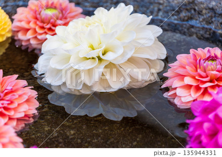 水面に浮かぶ色とりどりのダリアの花 水面に浮かぶ色とりどりのダリアの花 135944331