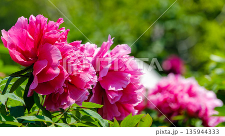 連なって咲き誇る濃いピンク色の牡丹の花 連なって咲き誇る濃いピンク色の牡丹の花 135944333