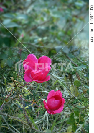 冬12月寒風の中、草はらで咲くピンクのバラの花 135944355
