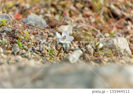 早春の地面にひっそりと咲くセツブンソウの花 早春の地面にひっそりと咲くセツブンソウの花 135944511