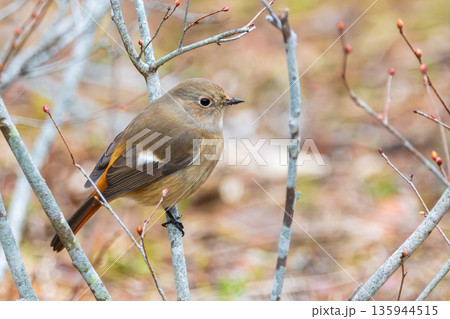 冬の枝に止まるジョウビタキのメスと新芽の膨らみ 135944515