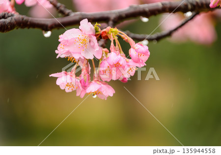 雨の雫を纏いしっとりと咲く河津桜 135944558
