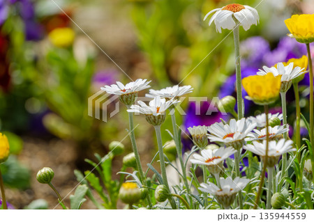 陽光を浴びて咲く白いローダンセマムの花 135944559