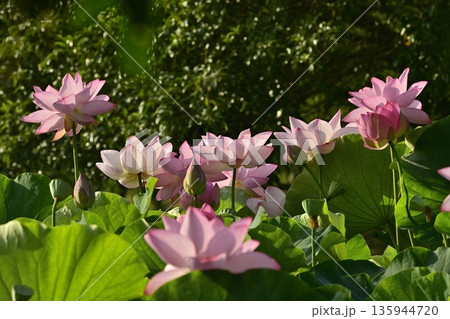 古河市総合公園蓮池の花咲く大賀ハス 135944720