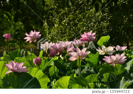 古河市総合公園蓮池の花咲く大賀ハス 古河市総合公園蓮池の花咲く大賀ハス 135944723