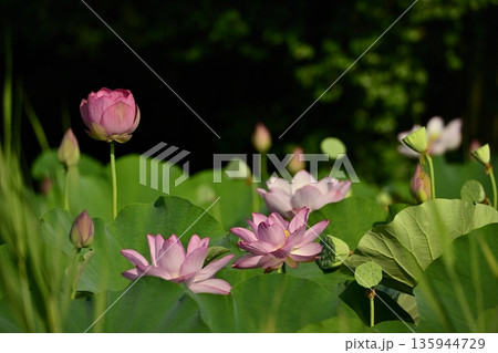 古河市総合公園蓮池の花咲く大賀ハス 135944729