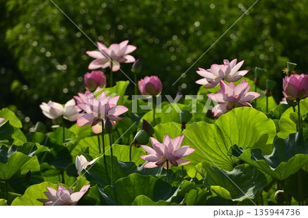 古河市総合公園蓮池の花咲く大賀ハス 古河市総合公園蓮池の花咲く大賀ハス 135944736